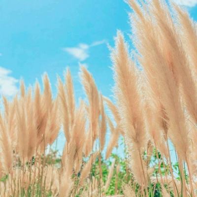 黑暗幻想生存内置菜单版下载安装